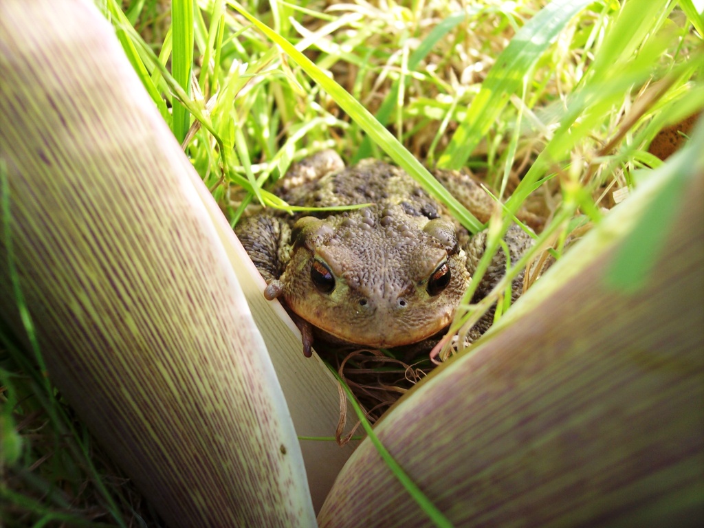 Bufo bufo
